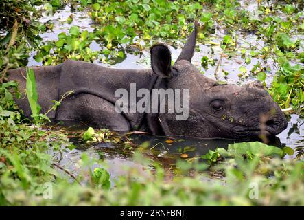 (160730) -- GUWAHATI, 29. Juli 2016 () -- Ein einhörniges Nashorn wird im Kaziranga-Nationalpark in der Nähe von Guwahati, der Hauptstadt des indischen nordöstlichen Bundesstaates Assam, am 29. Juli 2016 gesehen. Unaufhörlicher Regen und Anstieg des Wasserspiegels im Fluss Brahmaputra tauchten Teile des Nationalparks ein, was das Nashorn und andere Arten bedrohte. (/Stringer)(yy) INDIA-GUWAHATI-FLOOD-ONE-HORNED RHINO Xinhua PUBLICATIONxNOTxINxCHN 160730 Guwahati Juli 29 2016 ein EINHÖRNIGES Nashorn IST Seen unter der Flut im Kaziranga-Nationalpark in der Nähe von Guwahati Hauptstadt des indischen nordöstlichen Bundesstaates Assam im Juli 29 2016 Stockfoto