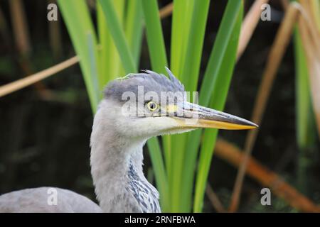 Junger grauer Reiher, der ein Schilfbett jagt, obwohl es aus der Felle zu nah war, um volle Vogelbilder zu machen! Stockfoto