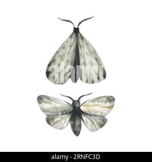 Graue Nachtfalter fliegen und mit gefalteten Flügeln. Aquarellzeichnung, handgezeichnet. Set von isolierten Elementen auf weißem Hintergrund. Stockfoto