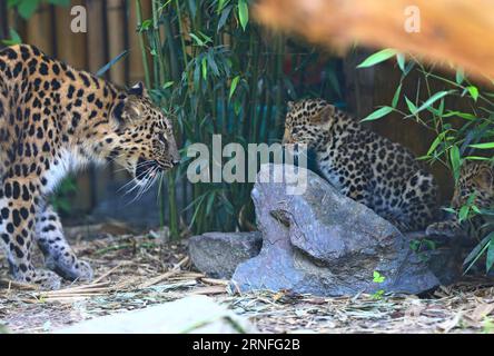 BRÜSSEL, 6. August 2016 -- ein Amur-Leopardenjunges und seine Mutter werden am 6. August 2016 im Bellewaerde Park in Ieper, Belgien, gesehen. Zwei im Mai hier geborene Amur-Leopardenjungen gaben vor kurzem ihr öffentliches Debüt. Der Amur-Leoparden ist auf der Roten Liste der Internationalen Union zur Erhaltung der Natur als kritisch gefährdet aufgeführt. Es werden etwa 70 wilde Amur-Leoparden übrig gehalten, vor allem im Fernen Osten Russlands, im Nordosten Chinas und im nördlichen Teil der koreanischen Halbinsel. (Wjd) BELGIEN-IEPER-AMUR LEOPARDENJUNGEN GongxBing PUBLICATIONxNOTxINxCHN Brüssel 6. August 2016 an Amur Leopard CU Stockfoto