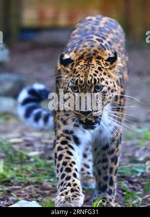 BRÜSSEL, 6. August 2016 -- ein Amur-Leoparde wird am 6. August 2016 im Bellewaerde Park in Ieper, Belgien, gesehen. Zwei im Mai hier geborene Amur-Leopardenjungen gaben vor kurzem ihr öffentliches Debüt. Der Amur-Leoparden ist auf der Roten Liste der Internationalen Union zur Erhaltung der Natur als kritisch gefährdet aufgeführt. Es werden etwa 70 wilde Amur-Leoparden übrig gehalten, vor allem im Fernen Osten Russlands, im Nordosten Chinas und im nördlichen Teil der koreanischen Halbinsel. (Wjd) BELGIEN-IEPER-AMUR LEOPARDENJUNGEN GongxBing PUBLICATIONxNOTxINxCHN Brüssel 6. August 2016 nach Amur Leopard IS Lakes IN Bellewaerd Stockfoto