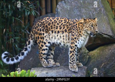 BRÜSSEL, 6. August 2016 -- ein Amur-Leoparde wird am 6. August 2016 im Bellewaerde Park in Ieper, Belgien, gesehen. Zwei im Mai hier geborene Amur-Leopardenjungen gaben vor kurzem ihr öffentliches Debüt. Der Amur-Leoparden ist auf der Roten Liste der Internationalen Union zur Erhaltung der Natur als kritisch gefährdet aufgeführt. Es werden etwa 70 wilde Amur-Leoparden übrig gehalten, vor allem im Fernen Osten Russlands, im Nordosten Chinas und im nördlichen Teil der koreanischen Halbinsel. (Wjd) BELGIEN-IEPER-AMUR LEOPARDENJUNGEN GongxBing PUBLICATIONxNOTxINxCHN Brüssel 6. August 2016 nach Amur Leopard IS Lakes IN Bellewaerd Stockfoto