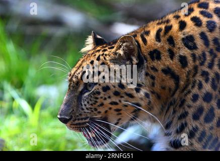 BRÜSSEL, 6. August 2016 -- ein Amur-Leoparde wird am 6. August 2016 im Bellewaerde Park in Ieper, Belgien, gesehen. Zwei im Mai hier geborene Amur-Leopardenjungen gaben vor kurzem ihr öffentliches Debüt. Der Amur-Leoparden ist auf der Roten Liste der Internationalen Union zur Erhaltung der Natur als kritisch gefährdet aufgeführt. Es werden etwa 70 wilde Amur-Leoparden übrig gehalten, vor allem im Fernen Osten Russlands, im Nordosten Chinas und im nördlichen Teil der koreanischen Halbinsel. (Wjd) BELGIEN-IEPER-AMUR LEOPARDENJUNGEN GongxBing PUBLICATIONxNOTxINxCHN Brüssel 6. August 2016 nach Amur Leopard IS Lakes IN Bellewaerd Stockfoto