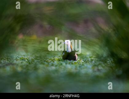 Egaro Shib Tempel in Avoynagor, Jessore, Bangladesch Stockfoto