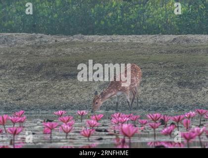 Chitra Deer ( wissenschaftlicher Name : Axis axis ) ist wahrscheinlich die spektakulärste der subkontinentalen Hirscharten. Ihr Name ist Chital oder Cheet Stockfoto