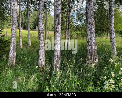 Eine Birkenreihe am Badener See in den Bayerischen Alpen Stockfoto