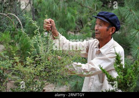 (160824) -- TONGWEI, 24. August 2016 -- Xu Zhigang, 68, reinigt tote Blätter auf dem Berg im Dorf Zhangchuan im Kreis Tongwei, Provinz Gansu im Nordwesten Chinas, 23. August 2016. Xu Zhigang und sein Zwillingsbruder Xu Zhiqiang haben 48 Jahre lang freiwillig Bäume auf kargen Hügeln auf dem Loess Plateau gepflanzt. Mehr als 350 mu (23 Hektar) karges Land haben sich mit ihrer Plantage von über 80.000 Bäumen und Blumen grün gemacht. Die Bemühungen der Brüder tragen nicht nur dazu bei, natürliche Schönheit zu schaffen, sondern verbessern auch die lokale ökologische Umwelt. Guo Gang) (ry) CHINA-GANSU-OLD MEN-TREE PLANTING (CN) GuoxxGang PUBLICAT Stockfoto