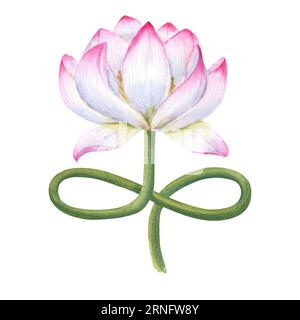 Entzückende Lotusblüte mit gebogenem Stiel. Zart blühende Wasserlilie. Der Schaft imitiert die Lotusposition. Aquarelldarstellung isoliert auf weiß Stockfoto
