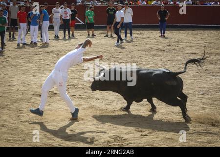 Madrid, Spanien. September 2023. Ein junger Mann weicht einem Stier während des Stierkampfes im Sand des Stierkampfes aus, nachdem der Lauf der Stiere durch die Straßen der Stadt vorbei war. An diesem Freitag, dem fünften Tag der Stiere der Stiere der Volksfeste von San SebastiÃn de los Reyes 2023, fand der fünfte Tag statt. 1.400 Teilnehmer nahmen Teil und die Stiere der Zalduendo-Ranch waren anwesend und jagten die Läufer über 820 Meter. (Credit Image: © David Canales/SOPA Images via ZUMA Press Wire) NUR REDAKTIONELLE VERWENDUNG! Nicht für kommerzielle ZWECKE! Quelle: ZUMA Press, Inc./Alamy Live News Stockfoto