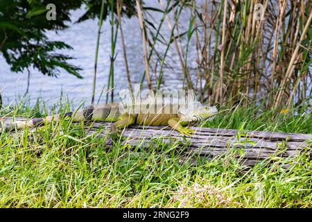 Foto eines Leguanas auf einem Baumstamm neben dem Fluss in Südflorida Stockfoto