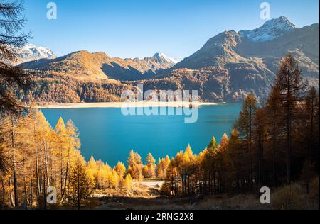 Blick auf den Silssee mit goldenen Bäumen im Herbst Stockfoto