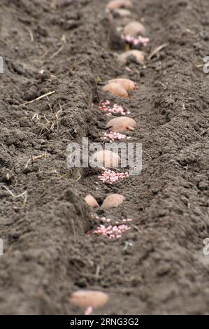 Auf dem Feld werden Pflanzkartoffeln vor dem Umwickeln in Reihen im Boden gepflanzt Stockfoto