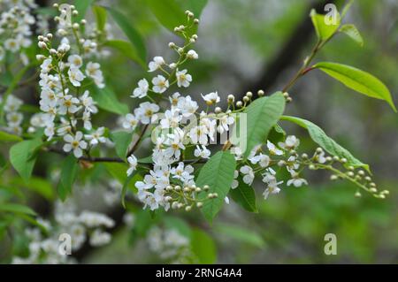 Im Frühling wächst und blüht der Vogelkirschbaum (Prunus padus) in der Natur Stockfoto
