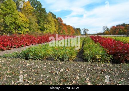 Baumschulen, in denen Waldbäume aus Saatgut angebaut werden Stockfoto