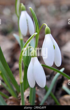 Im Wald in freier Wildbahn blühen Schneeglöckchen im Frühling (Galanthus nivalis). Stockfoto