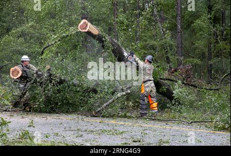 Live Oak, Usa. August 2023 31. Soldaten der US-Armee mit der Florida National Guard, 868 Engineer Company, verwenden Kettensägen, um umgestürzte Bäume nach dem Hurrikan Idalia am 31. August 2023 im Suwanee County, Florida, zu zerschlagen. Anrede: Sgt. Spencer Rhodes/US Army/Alamy Live News Stockfoto