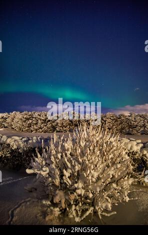 Nordlichter über Godøy, Ålesund, Norwegen Stockfoto