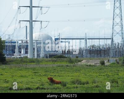 Die Energiewende verändert die Landschaft der niederländischen Landschaft in der Nähe von Borssele, Zeeland, Niederlande. Schottischer Highlander liegt darunter Stockfoto