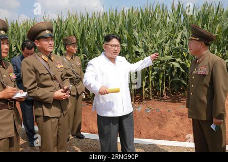 (160913) -- PJÖNGJANG, 13. September 2016 -- Foto der Koreanischen Zentralnachrichtenagentur () vom 13. September 2016 zeigt den Spitzenführer der Demokratischen Volksrepublik Korea (DVRK) Kim Jong UN (2. R), der vor kurzem der Farm Nr. 1116 unter dem KPA-Referat 810 in der DVRK Feldleitung gegeben hat. Kim Jong UN besuchte die Versuchs- und Anbauflächen, das Gewächshaus und andere Teile der Farm, um mehr über ihre Saatgutproduktion zu erfahren. Er gab dem Betrieb wertvolle Anweisungen und nannte den neuen Maisstamm Phyongok 9. )(YK) DVRK-FARM-KIM JONG UN-FIELD GUIDANCE KCNA PUBLICATIONXNOTXINXCHN Stockfoto