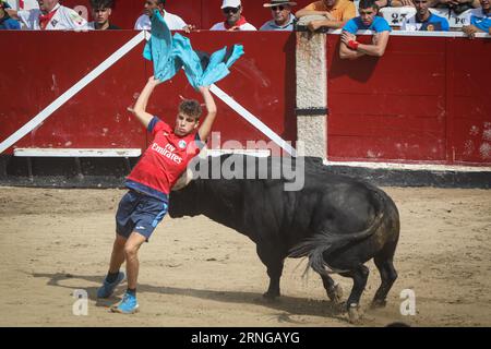 Madrid, Spanien. September 2023. Ein junger Mann weicht einem Stier während des Stierkampfes im Sand des Stierkampfes aus, nachdem der Lauf der Stiere durch die Straßen der Stadt vorbei war. An diesem Freitag, dem fünften Tag der Stiere der Stiere der Volksfeste von San Sebastián de los Reyes 2023, fand der fünfte Tag statt. 1.400 Teilnehmer nahmen Teil und die Stiere der Zalduendo-Ranch waren anwesend und jagten die Läufer über 820 Meter. (Foto: David Canales/SOPA Images/SIPA USA) Credit: SIPA USA/Alamy Live News Stockfoto