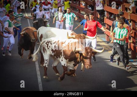 Madrid, Spanien. September 2023. Eine Gruppe von Stieren läuft durch eine der Straßen der Madrider Stadt San Sebastian de los Reyes während des fünften Laufs der Stiere der beliebten Festlichkeiten der Stadt. An diesem Freitag, dem fünften Tag der Stiere der Stiere der Volksfeste von San Sebastián de los Reyes 2023, fand der fünfte Tag statt. 1.400 Teilnehmer nahmen Teil und die Stiere der Zalduendo-Ranch waren anwesend und jagten die Läufer über 820 Meter. (Foto: David Canales/SOPA Images/SIPA USA) Credit: SIPA USA/Alamy Live News Stockfoto