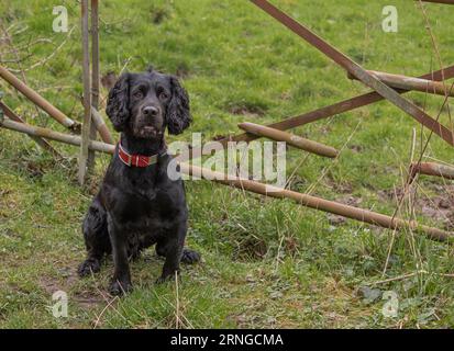 Black Working Cocker Spaniel saß neben einem Tor auf dem grünen Gras Stockfoto