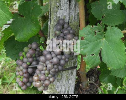 Reifen von Pinot-Gris-Trauben an der Weinrebe im Elsass in Frankreich Stockfoto