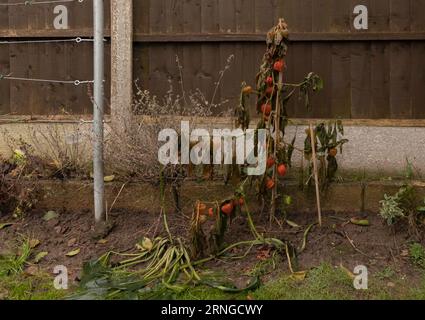 Frost beschädigte Cape Gooseberry Pflanze in einem britischen Garten, geschwärzt und verwelkt Stockfoto