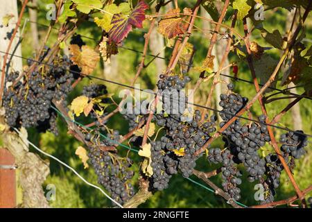 Im Herbst hängen rote Trauben im sonnigen Weinberg. Stockfoto