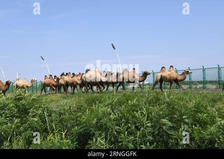 (160928) -- ÜRÜMQI, 28. September 2016 -- Kamele wandern mit der Bahn am Alataw Pass in der nordwestchinesischen Autonomen Region Xinjiang Uygur, 28. Juli 2016. Chinas westlichste autonome Region Xinjiang Uygur wird nach der Einführung des Seidenstraßenwirtschaftsgürtels besser mit der internationalen Gemeinschaft verbunden. Das Handelsvolumen am Alataw Pass, dem größten Landhafen der Region an der kasachischen Grenze, erreichte 2014 25 Millionen Tonnen, nach einem durchschnittlichen jährlichen Wachstum von 27 Prozent seit 1991. ) (Zkr) CHINA-XINJIANG-ALATAW PASS(CN) ZhuxXiang PUBLICATIONxNOTxINxCHN Urumqi September 28 2016 Kamele Stockfoto