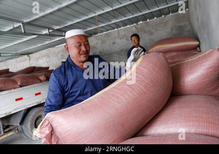 (160930) -- QILIAN, 30. September 2016 -- Zhao Xuewen liefert Futtermittel bei einer Viehzuchtgenossenschaft im Gezidong-Dorf der Gemeinde Zhamashi im Bezirk Qilian, Provinz Qinghai im Nordwesten Chinas, 28. September 2016. Unser Leben wird immer besser werden, sagte der 50-jährige Zhao Xuewen, während er seine Schafe auf dem Hügel in Gezidong betrachtete. Seine Situation war erst vor einigen Jahren nicht so gut. 2012 erlitt Zhao einen Beinbruch, als er sein Haus reparierte. Leider hatte seine Frau im selben Jahr drei Operationen. Das aufeinanderfolgende Unglück brachte dem Mann der Hui-ethnischen Gruppe einen HE Stockfoto