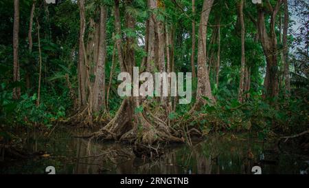 Dschungel-Umgebung, Blick auf Bäume, die aus dem trüben Wasser in dichtem, dichtem costarican-Wald aufsteigen. Stockfoto