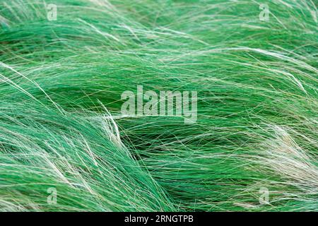 Lange grüne Graspflanze hinterlässt einen abstrakten Hintergrund. Stockfoto