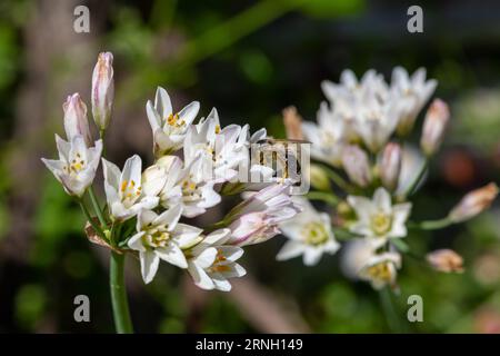 Nahaufnahme von dünnen Blüten mit falschem Knoblauch (Nothoscordum gracile) in Blüte Stockfoto