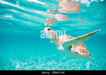 Grüne Meeresschildkröte, die im seichten Wasser direkt vor dem Strand in Südflorida nach einem Atemzug an der Oberfläche des Ozeans auftaucht. Stockfoto