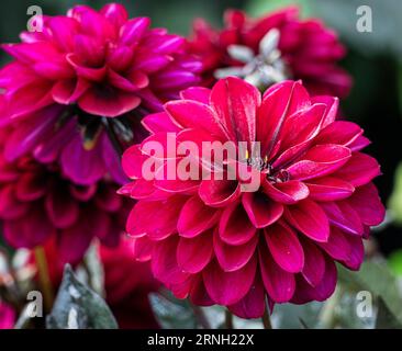 Eine dunkelrosa Gartendahlia (Dahlia pinnata) blüht in einem Garten im Beacon Hill Park in Victoria, British Columbia, Kanada. Stockfoto