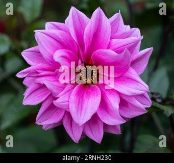 Eine rosafarbene Dahlienblume in einem Garten im Beacon Hill Park in Victoria, British Columbia, Kanada. Stockfoto