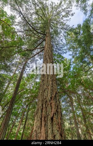 Eine große Douglasie (Pseudotsuga menziesii) im Bear Hill Regional Park in Central Saanich, British Columbia, Kanada. Stockfoto