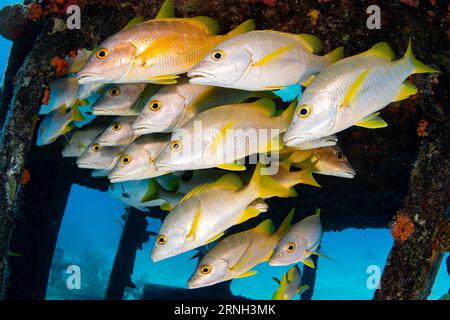 Unterwasserfoto einer Schnapper-Schule in einem Schiffswrack. Stockfoto