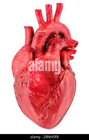 Menschliches Herz, Organ mit Aorta und Arterien, 3D-Rendering isoliert auf weißem Hintergrund Stockfoto