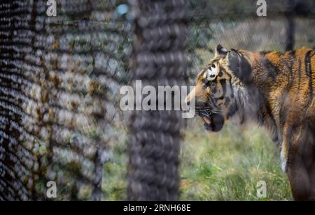 Das am 25. Oktober 2016 aufgenommene Foto zeigt einen geretteten Tiger in seinem Gehege im Lionsrock Big Cat Sanctuary, Bethlehem of Free State Province, Südafrika. Das 2006 gegründete Lionsrock Big Cat Sanctuary ist das größte seiner Art in Südafrika, was die Anzahl der geretteten Großkatzen angeht. Es hat bereits mehr als 90 Großkatzen, darunter Löwen, Leoparden, Tiger und Geparden, unter unzulänglichen Bedingungen in Zoos, Zirkussen oder privaten Gefangenschaften auf der ganzen Welt gerettet. Die geretteten Tiere erhalten ein lebenslanges sicheres Zuhause und einen Lebensraum, der ihrer Art entspricht und groß genug ist Stockfoto