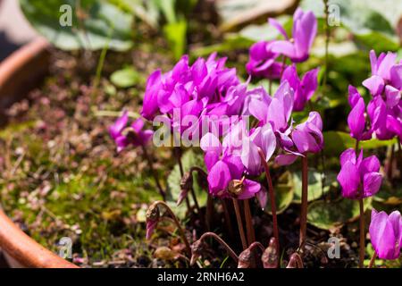 Europäisches Cyclamen (Cyclamen purpurascens), das im Topf auf dem Balkon angebaut wird Stockfoto