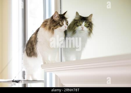 Ein Spiegelbild einer langhaarigen Tabby-Katze im Spiegel Stockfoto