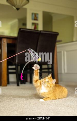 Eine langhaarige, orange Tabby-Katze spielt mit einem Streichelspielzeug Stockfoto