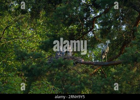 Ardea cinerea Familie Ardeidae Gattung Ardea graue Reihenküken im Nest Stockfoto