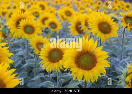 Sonnenblumenfeld bei Sonnenuntergang Stockfoto