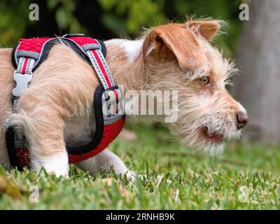 Porträt eines kleinen 13 Wochen alten Terrier-Mischwelpen. In der Nahaufnahme liegt der Welpen in der lauernden, kauernden Haltung, bereit, Beute zu jagen. Fellfarbe beige w Stockfoto