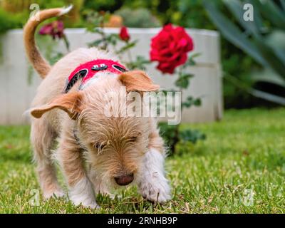 Porträt eines kleinen 13 Wochen alten Terrier-Mischwelpen. In der Nahaufnahme liegt der Welpen in der lauernden, kauernden Haltung, bereit, Beute zu jagen. Fellfarbe beige w Stockfoto