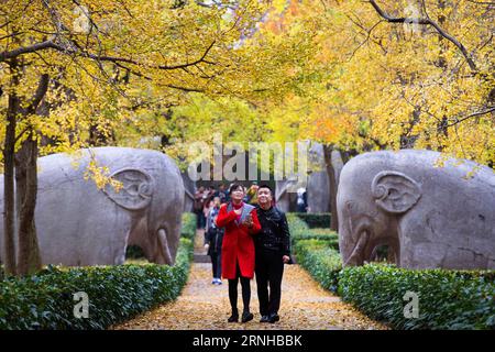 (161108) -- NANJING, 8. November 2016 -- Menschen gehen auf einer Straße am Xiaoling-Grab, dem Mausoleum des Kaisers Zhu Yuanzhang der Ming-Dynastie (1368-1644), in Nanjing, der Hauptstadt der ostchinesischen Provinz Jiangsu, 8. November 2016. ) (Zwx) CHINA-GINKGO-LANDSCHAFT (CN) SuxYang PUBLICATIONxNOTxINxCHN Nanjing Nov 8 2016 Prominente gehen AUF einer Straße AM Xiaoling-Grab das Mausoleum des Kaisers Zhu Yuanzhang der Ming-Dynastie 1368 1644 in Nanjing Hauptstadt von Ostchina Provinz Jiangsu Nov 8 2016 China Ginkgo PCN Landschaft SuxBLINN Stockfoto