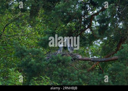 Ardea cinerea Familie Ardeidae Gattung Ardea graue Reihenküken im Nest Stockfoto